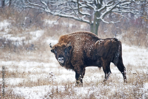 European Bison, Bison Bonasus, big herbivore herd in winter, endangered mammal, Slovakia