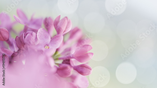 Fototapeta Naklejka Na Ścianę i Meble -  lilac flowers. Spring background