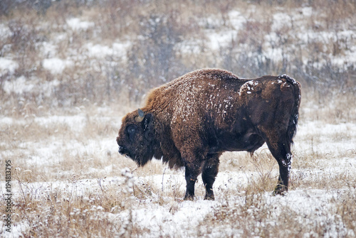 European Bison, Bison Bonasus, big herbivore herd in winter, endangered mammal, Slovakia