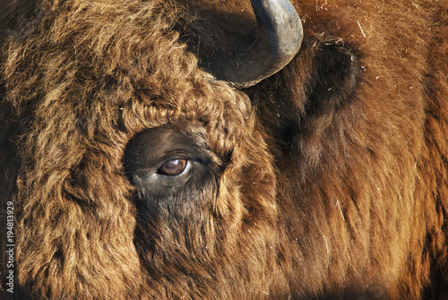 European Bison, Bison bonasus, big herbivore in winter, portrait of endangered animal, Slovakia photo