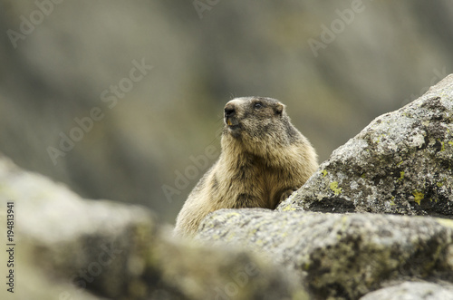 Alpine Marmot, Marmota marmota latirostris, Tatra national park, Slovakia, rodent in mountain