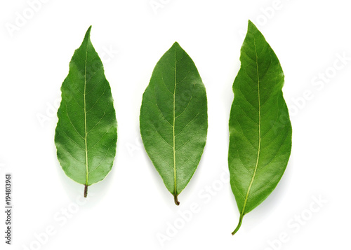 Tree fresh green bay leaves isolated on the white background