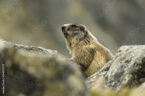 Alpine Marmot, Marmota marmota latirostris, Tatra national park, Slovakia, rodent in mountain