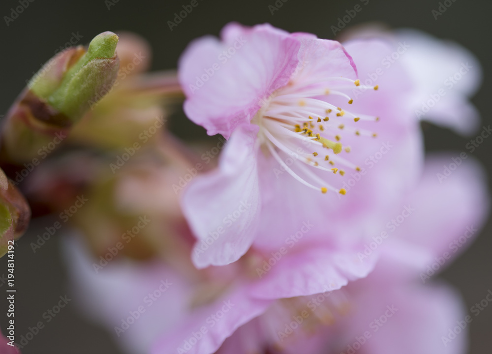 Obraz premium bokeh flower