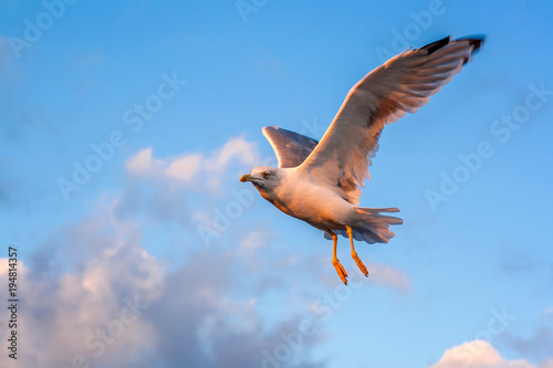 Seagull flying in the sky in the rays of the sunset on a background of clouds © Nataliia Vyshneva