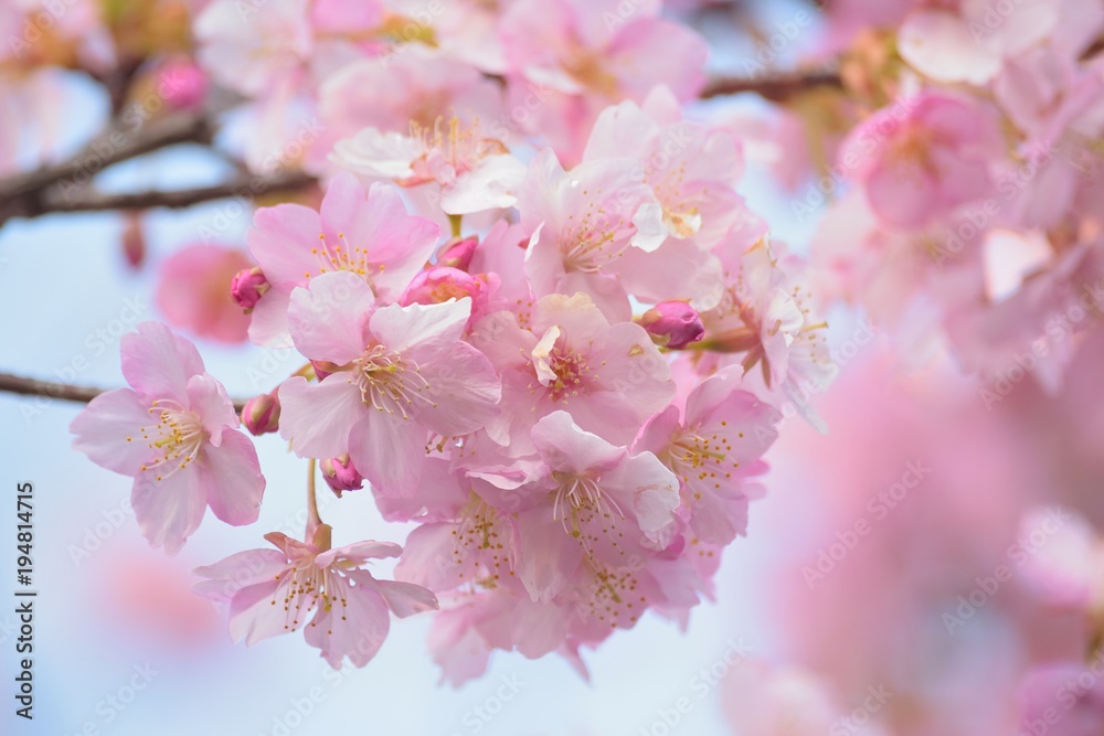 Macro texture of Japanese Pink Cherry Blossoms