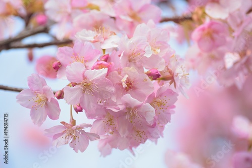 Macro texture of Japanese Pink Cherry Blossoms