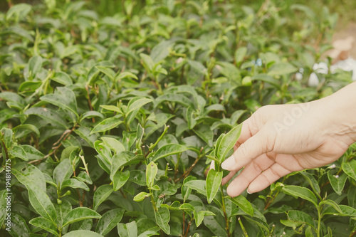 Agriculture Hand picking up organic tea leaves at a tea plantation for product , Natural selected.