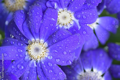 Macro texture of vibrant Blue colored Aster flower with water droplet
