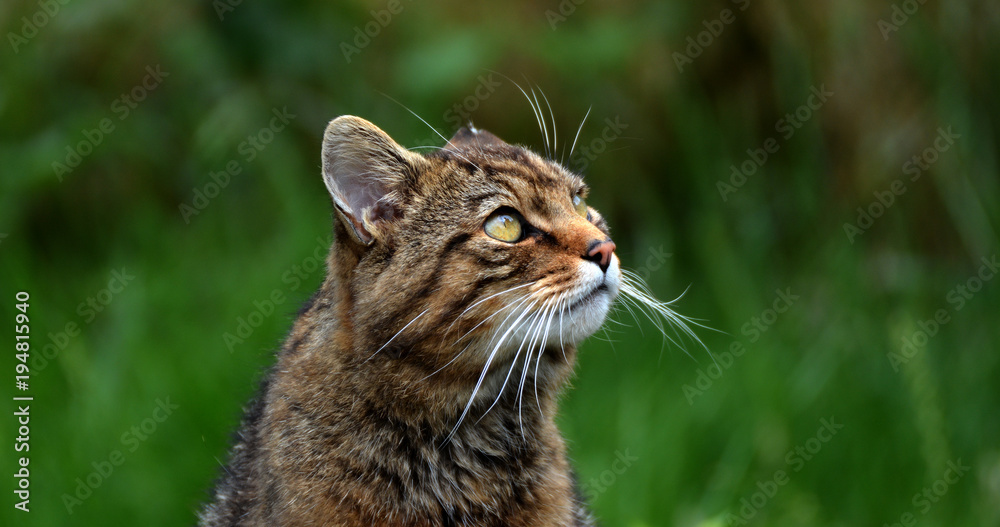 Scottish wild cat