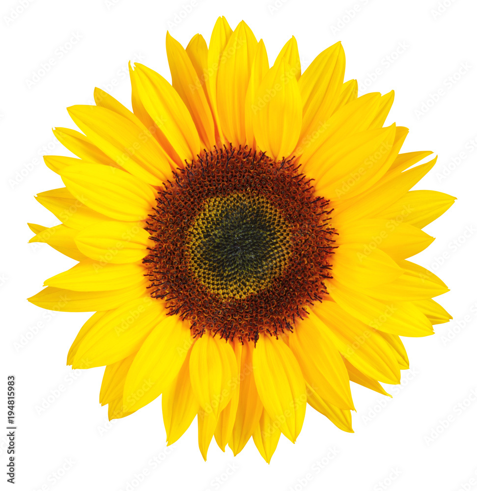 Fototapeta premium Piękny słonecznik (Helianthus annuus) na białym tle na białym tle, w tym clipping.path.