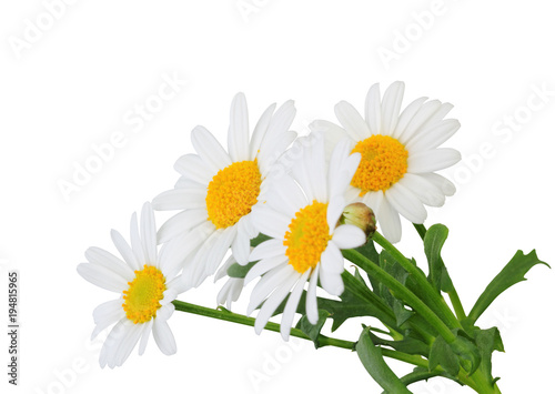 Fototapeta Naklejka Na Ścianę i Meble -  Lovely Daisies (Marguerite) isolated on white background, including clipping path. Germany