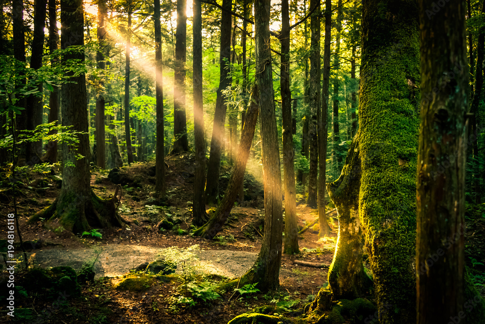 Fototapeta premium The suicide forest near mount Fuji, japan