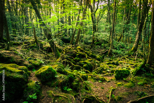Fototapeta Naklejka Na Ścianę i Meble -  The suicide forest near mount Fuji, japan