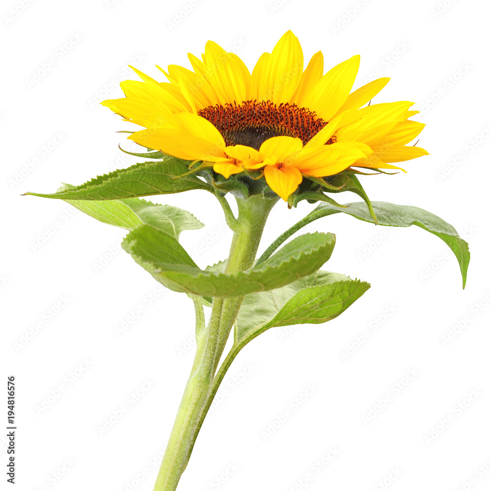 Fototapeta premium Wonderful Sunflower isolated on white background, inclusive clipping path. 