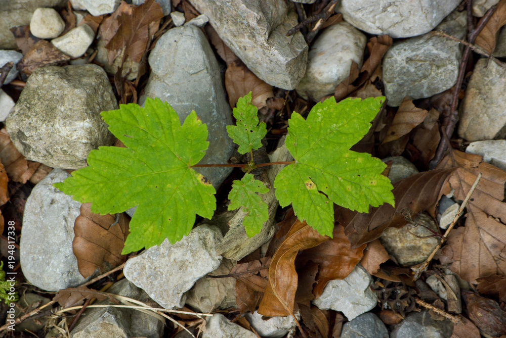 Acorn offshoot on the forest ground Acorn offshoot on the forest ground