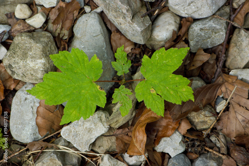 Acorn offshoot on the forest ground