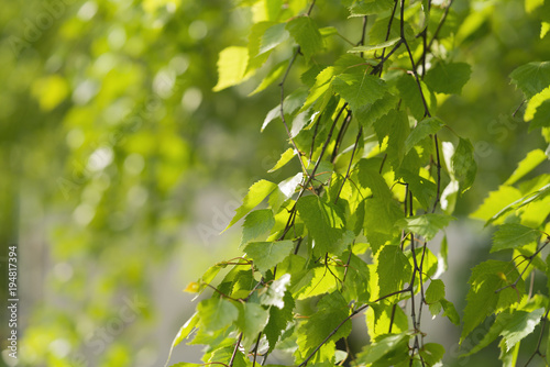 young birch leaves on a wam sunny day