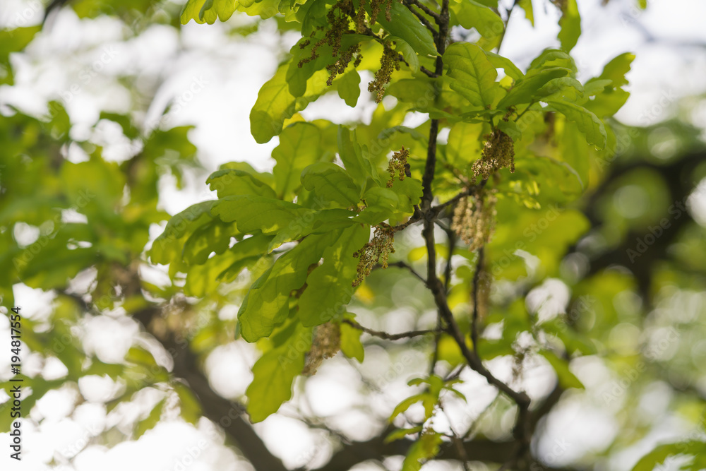 young green oak leaves on a spring day young green oak leaves on a spring day