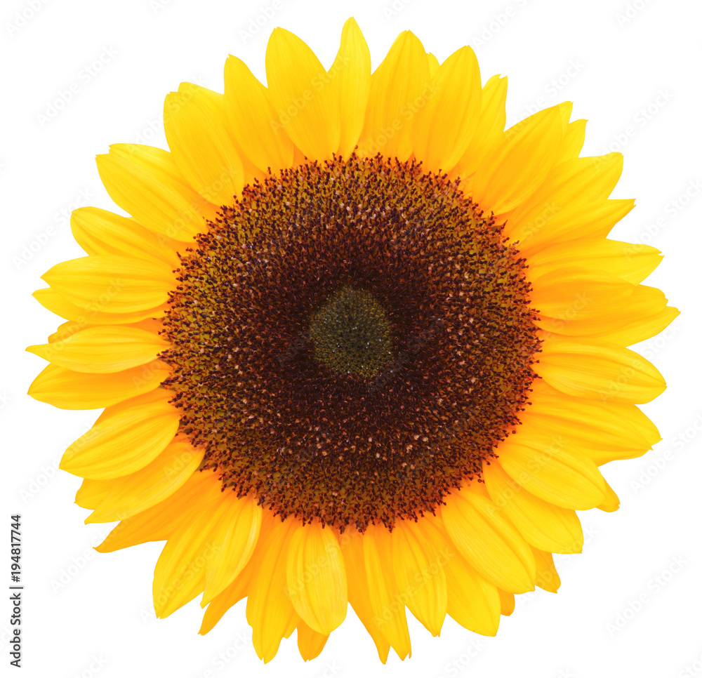 Naklejka premium Wonderful Sunflower (Helianthus annuus, Asteraceae) isolated on white background, inclusive clipping path. Germany