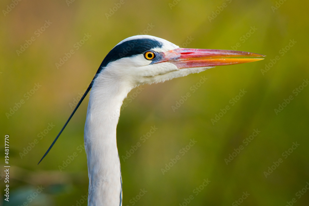 In profile portrait of a grey heron. In profile portrait of a grey heron.