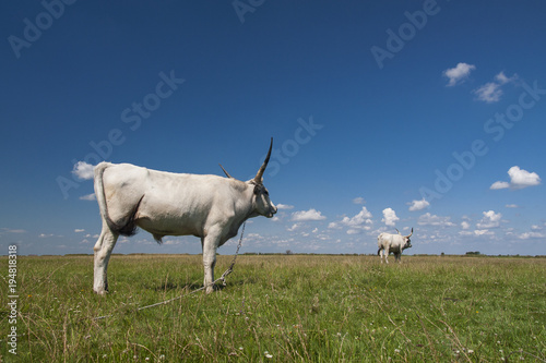 Hungarian Grey cattle (Hungarian: 'Magyar Szurke'), also known as Hungarian Steppe cattle, is an ancient breed of domestic beef cattle indigenous to Hungary. photo