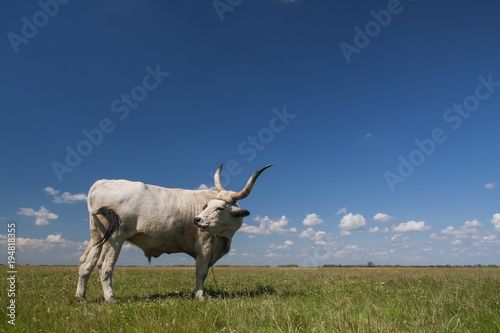Fototapeta Naklejka Na Ścianę i Meble -  Hungarian Grey cattle (Hungarian: 'Magyar Szurke'), also known as Hungarian Steppe cattle, is an ancient breed of domestic beef cattle indigenous to Hungary.
