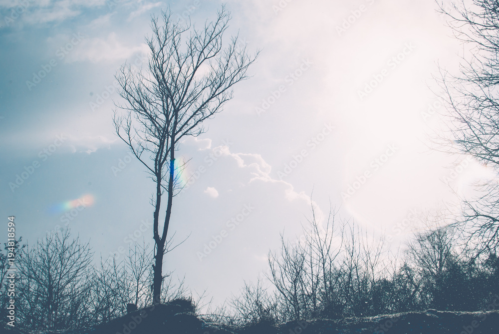 Little black tree towards blue sky and yellow winter sunlight. White clouds. Forest. Little black tree towards blue sky and yellow winter sunlight. White clouds. Forest.