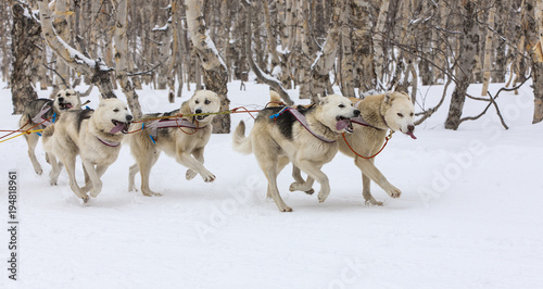 Kamchatka Sled Dog Racing Beringia photo