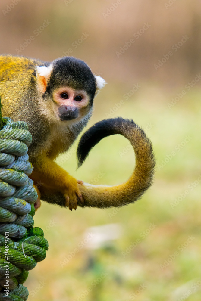 Obraz premium Black squirrel monkey