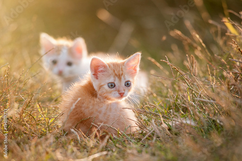 Two Cute young baby red kitten on a beautiful light