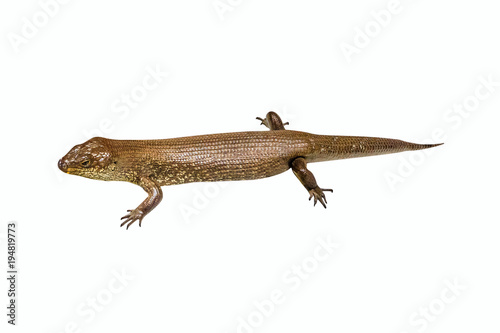 Egernia kingii, King's skink, isolated on white background. It is found in the coastal regions of south-western Australia, Rottnest Island and Penguin Island. This reptile also eats bird's eggs.