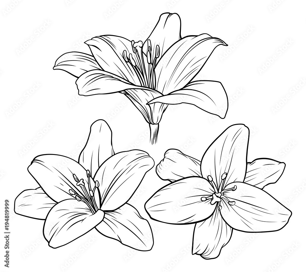Lily Flower Illustration