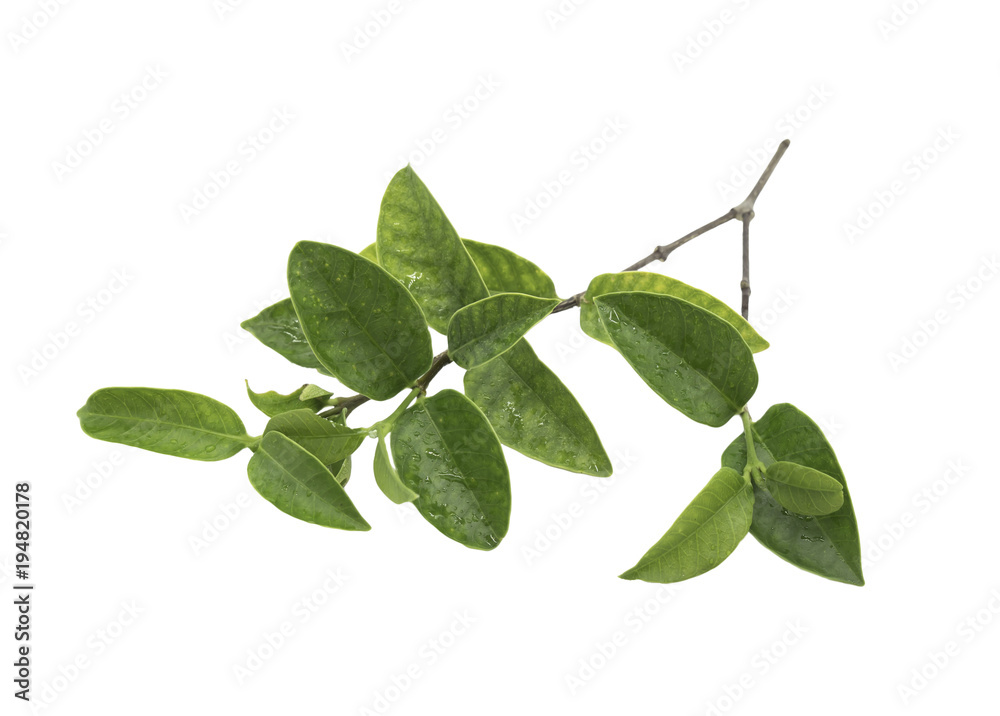Closeup Green leaf with water droplets isolated on white background of file with Clipping Path . Closeup Green leaf with water droplets isolated on white background of file with Clipping Path .
