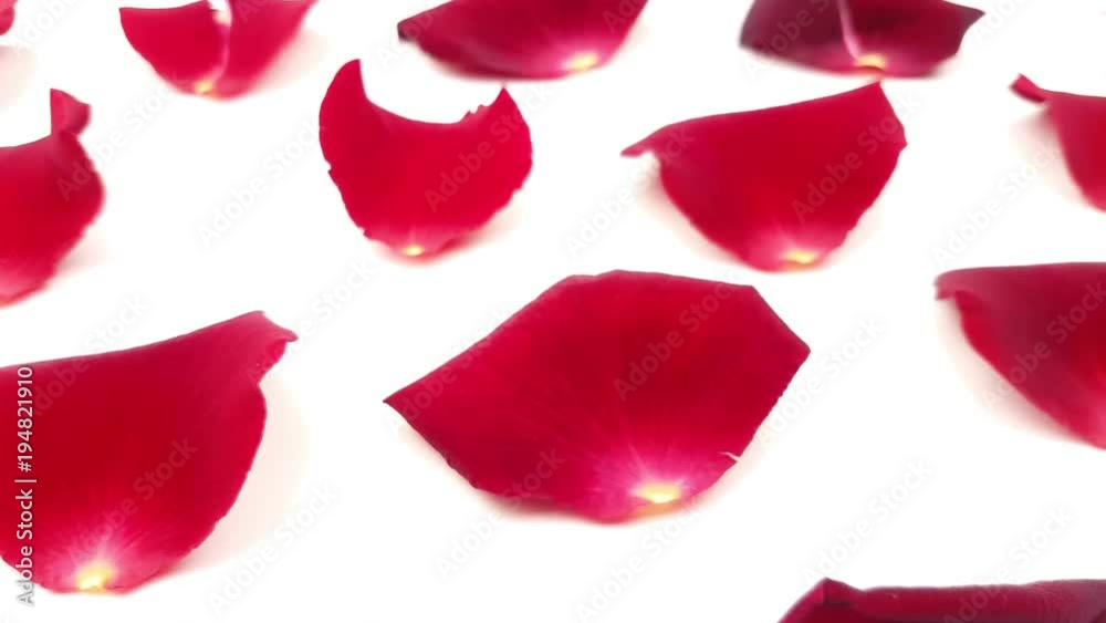 Red rose petals on white background. Red rose petals on white background.