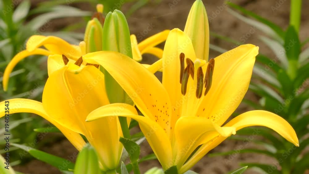 Yellow lilly flower in garden Yellow lilly flower in garden