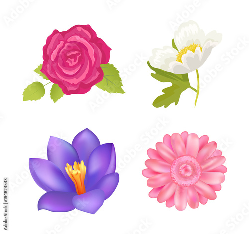 Rose and Gerbera Closeup  Vector Illustration
