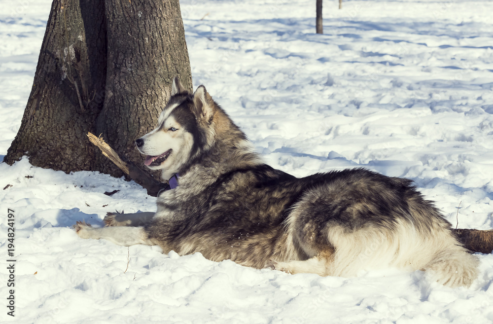 Siberian husky dogs for a walk in the winter park. Siberian husky dogs for a walk in the winter park.