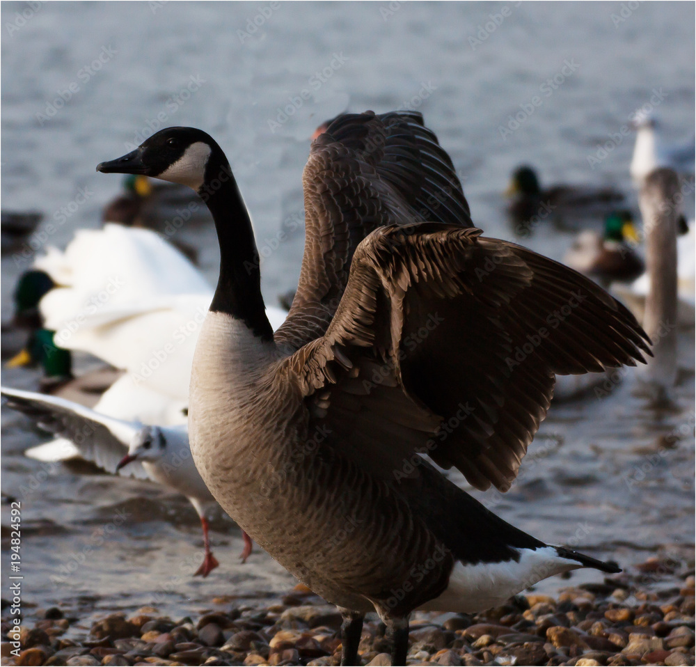 Obraz premium Kanadagans