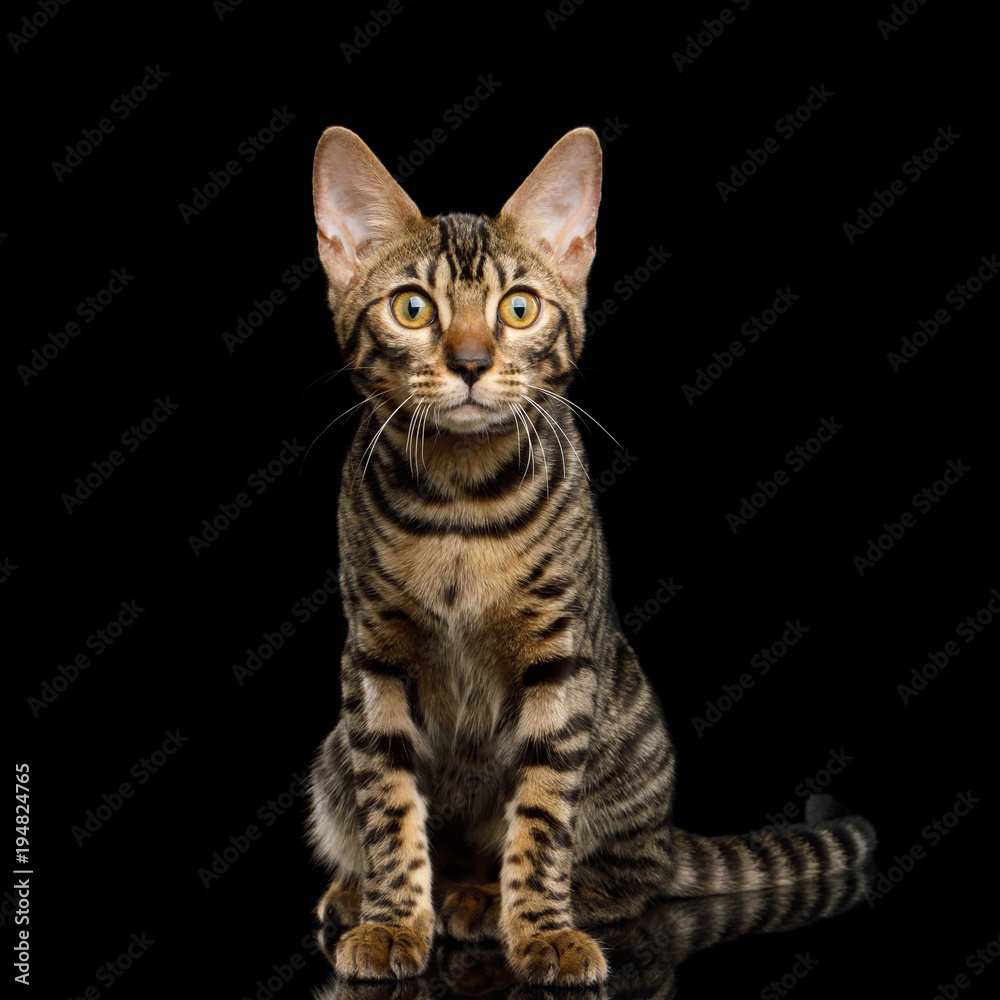 Bengal Kitten Sitting and Curious Looking on Isolated Black Background with reflection, front view Bengal Kitten Sitting and Curious Looking on Isolated Black Background with reflection, front view