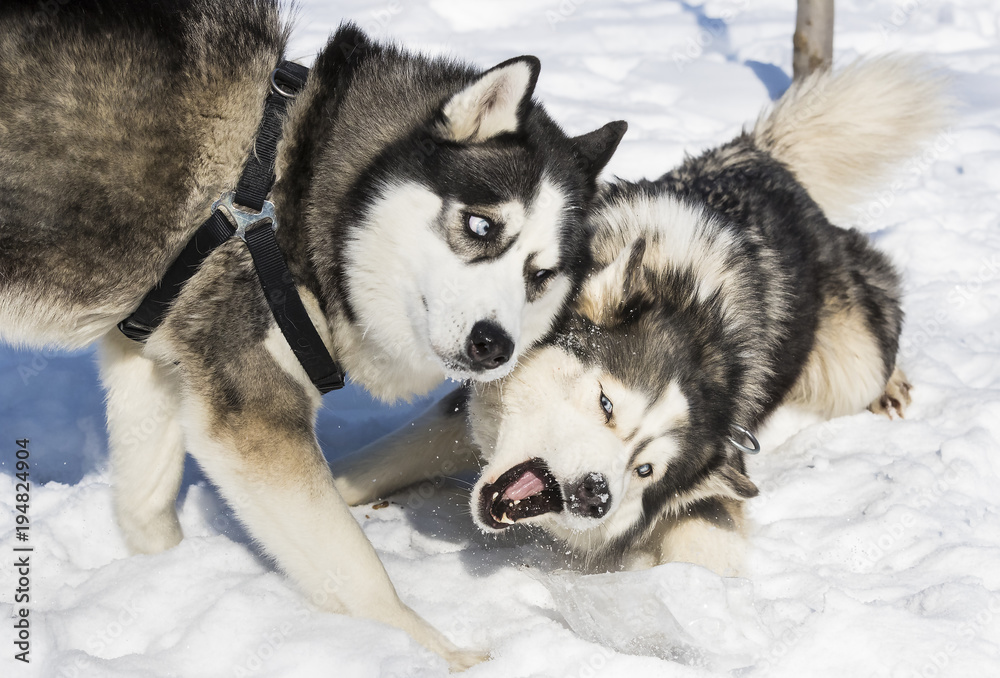 Siberian husky dogs for a walk in the winter park. 