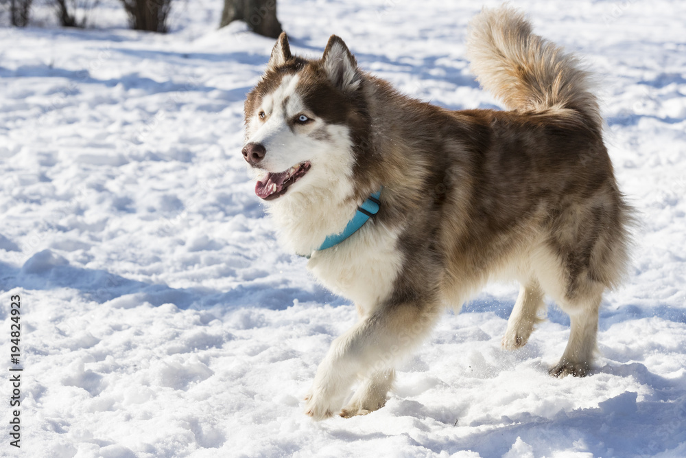 Siberian husky dogs for a walk in the winter park. Siberian husky dogs for a walk in the winter park.