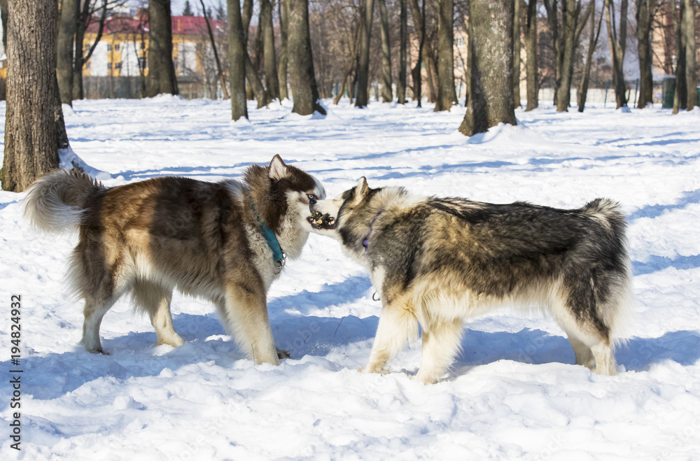Siberian husky dogs for a walk in the winter park. Siberian husky dogs for a walk in the winter park.