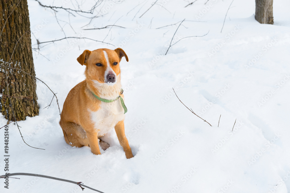 red-haired street dog with a green collar sits under a tree in the snow in winter