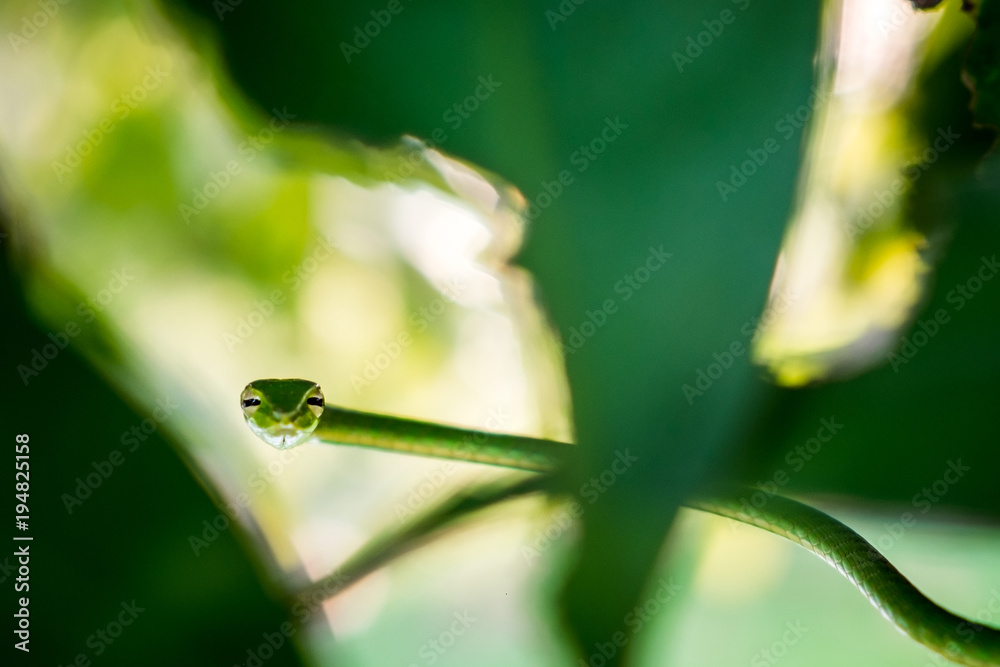 Close up Oriental whipsnake on the tree