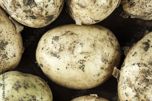 Young potatoe close-up