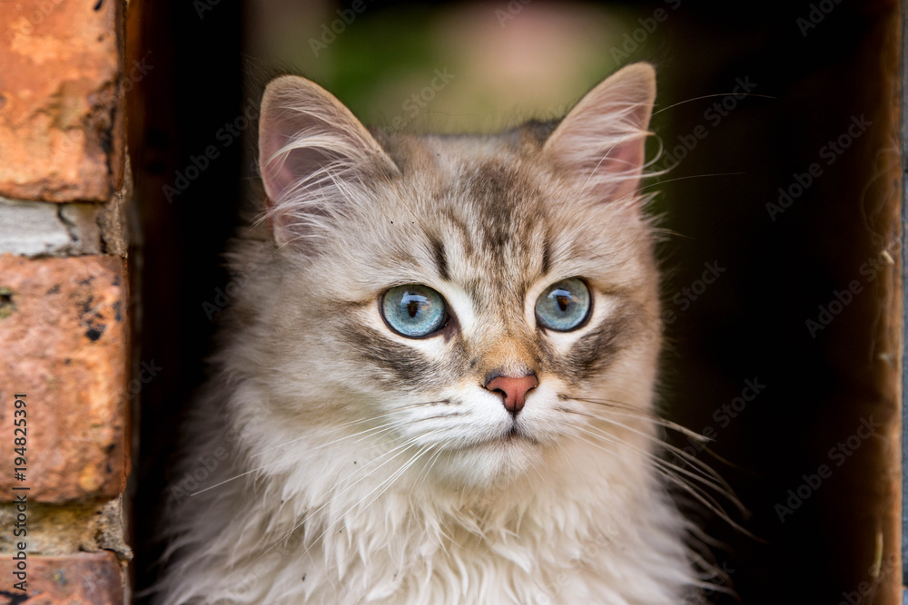 Kater Kater