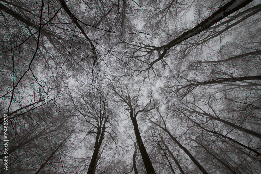 Hainich national park in winter, (Germany) Hainich national park in winter, (Germany)
