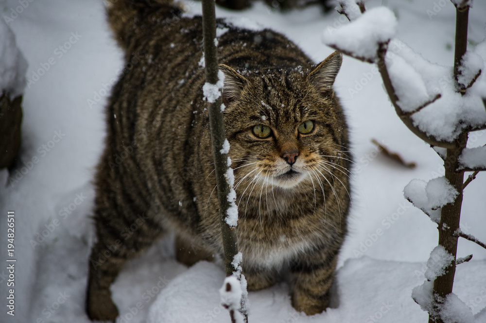 wildcat in Hainich national park, (Germany). wildcat in Hainich national park, (Germany).