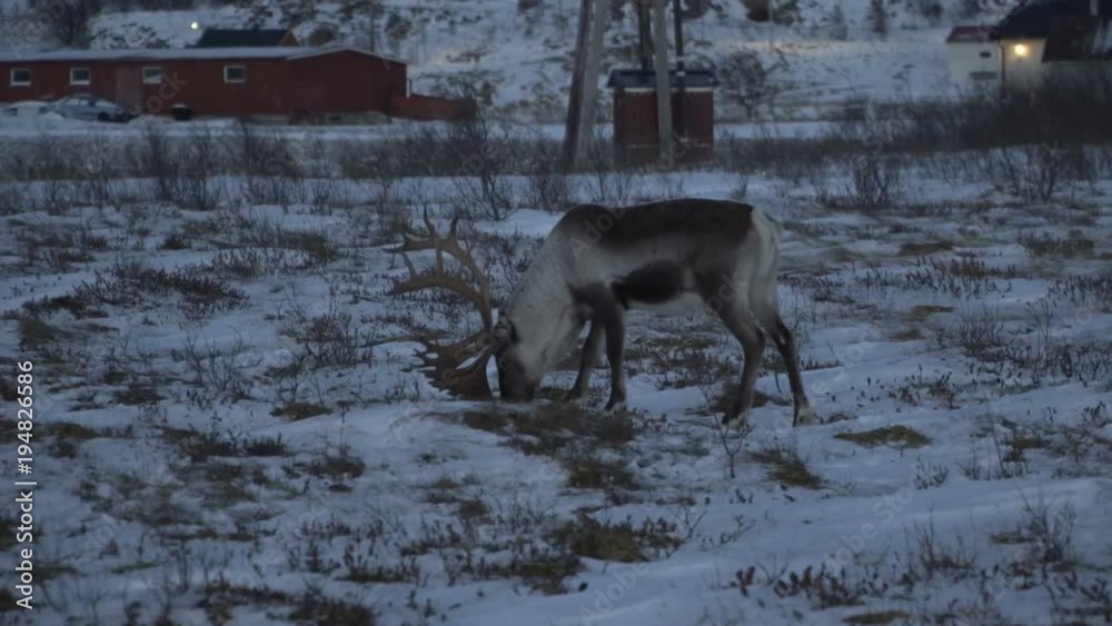 Reindeers deer in natural environment, Tromso region, Northern Norway. Reindeers deer in natural environment, Tromso region, Northern Norway.